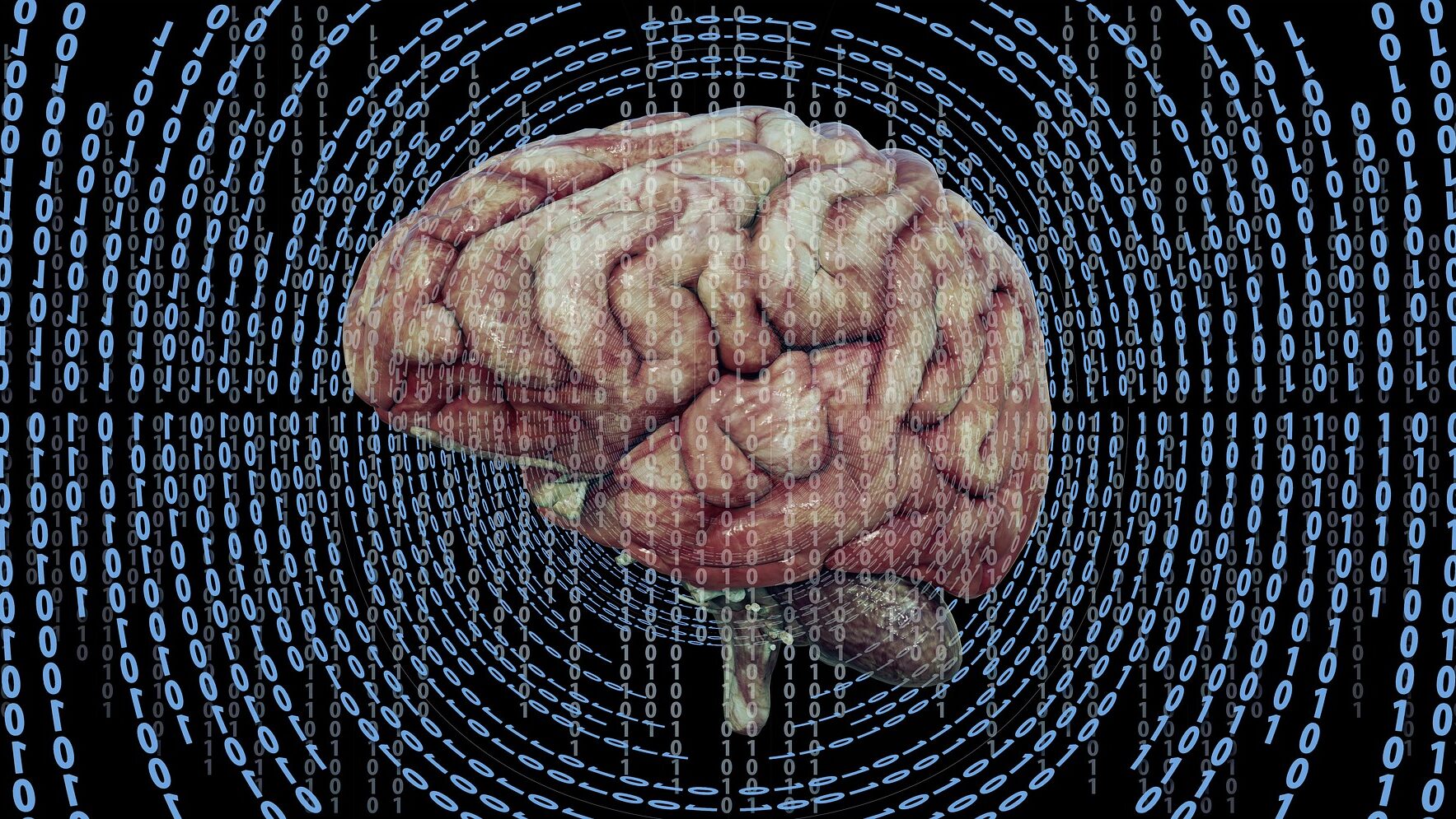 brain 6553818 1920 edited
